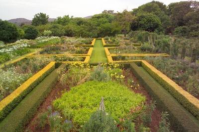 Abelia Francis Mason And Abelia Grandiflora Used For The Formal Hedges
