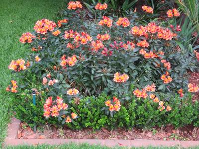 Alstroemeria