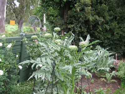 Artichokes 2
