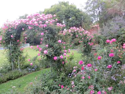 Blossom Magic Roses