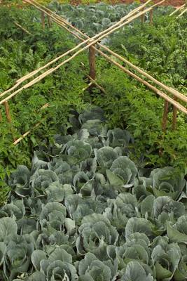Cabbages