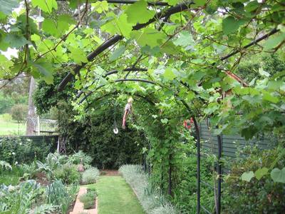 Grape Vines On This Curved Arch