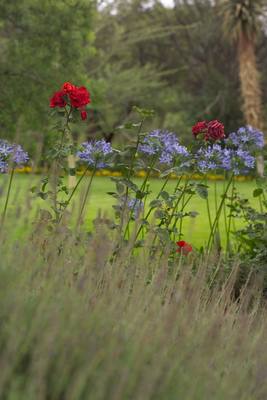 Lavander Red Roses And Agapanthus