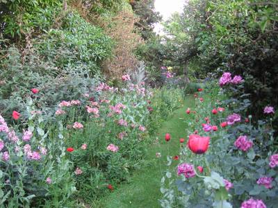 Mixed Colour With Roses Opium Poppies And Altstroemeria