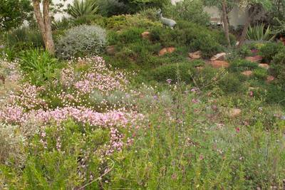 Mixed Indigenous Planting