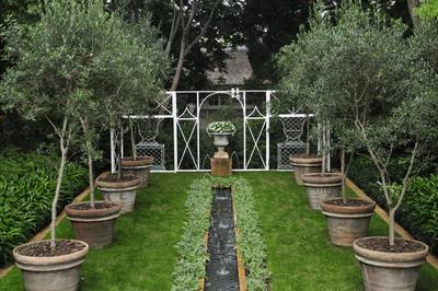 Rill With Olives In Large Pots