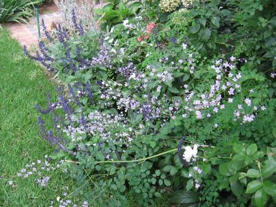 Thalictrum Is A Beauitful Fairy Like Plant