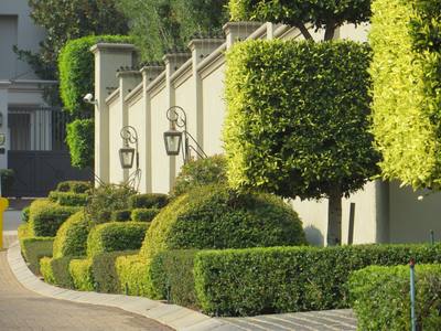 Topiary On Pavement