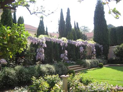 Wisteria Pergola On A Terrace