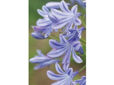 Agapanthus