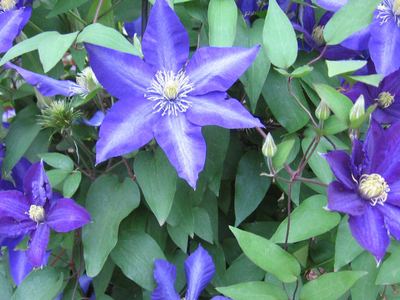 Clematis