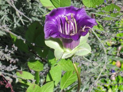 Cobea Scandens