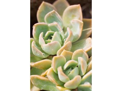 Echeveria Peacockii / Rock Rose