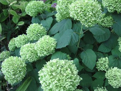 Hydrangea Annabelle