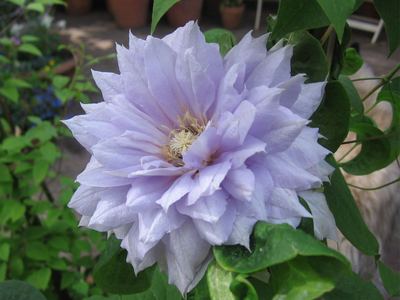 Clematis Clemantine