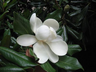 Magnolia Grandiflora